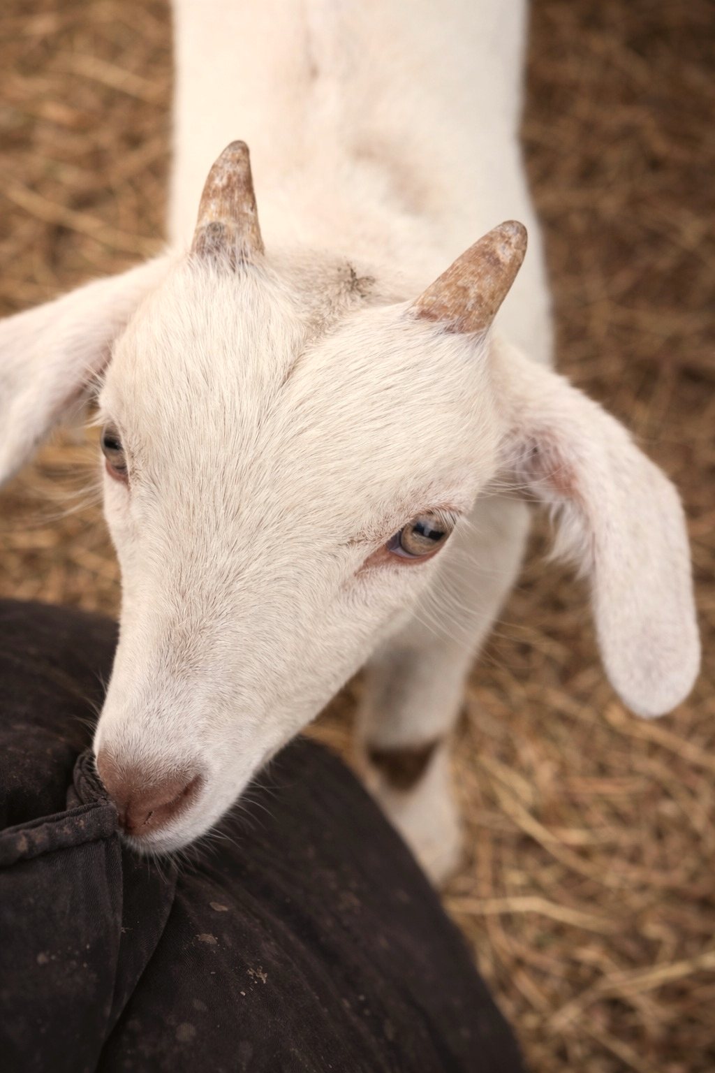 A baby goat, nuzzling in