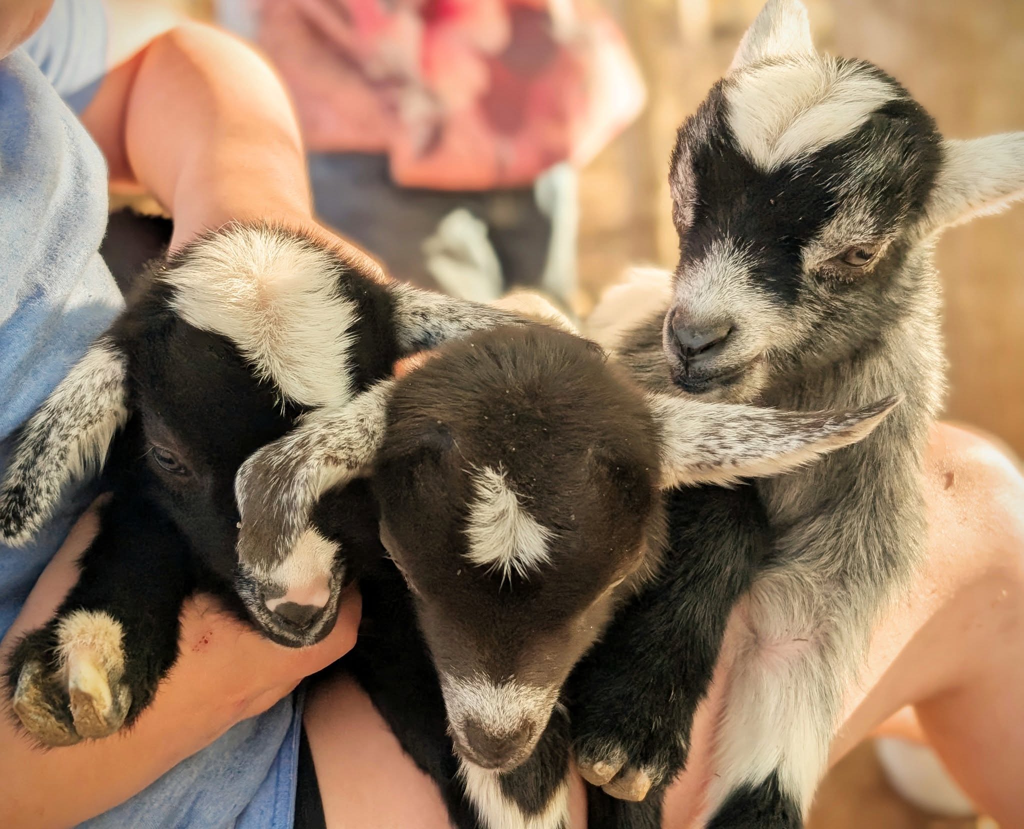 Baby goat