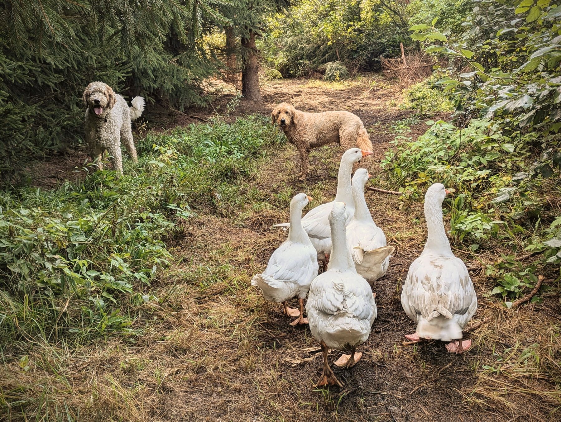 Oakley and Piper on patrol with the goose squad