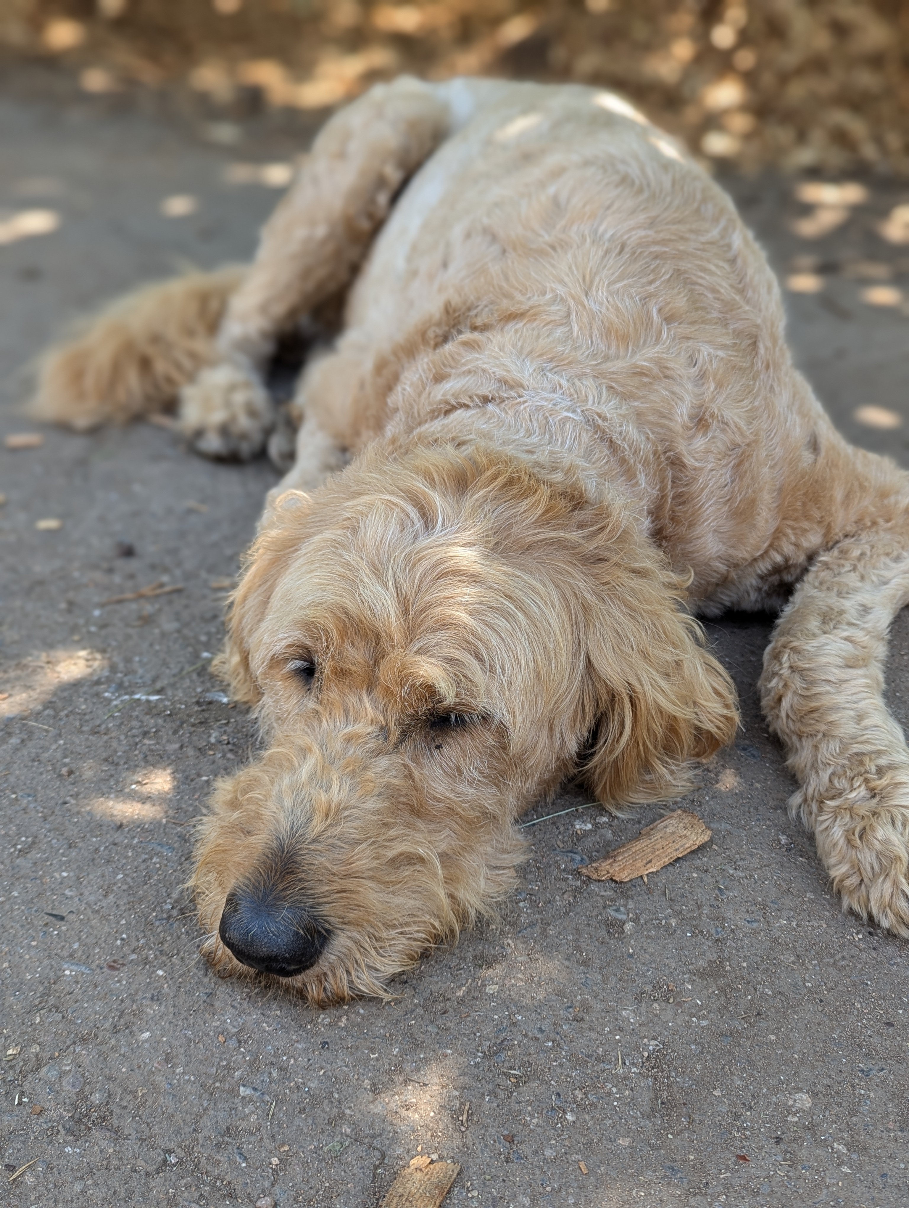 Fin lying in the shade, calm and watching