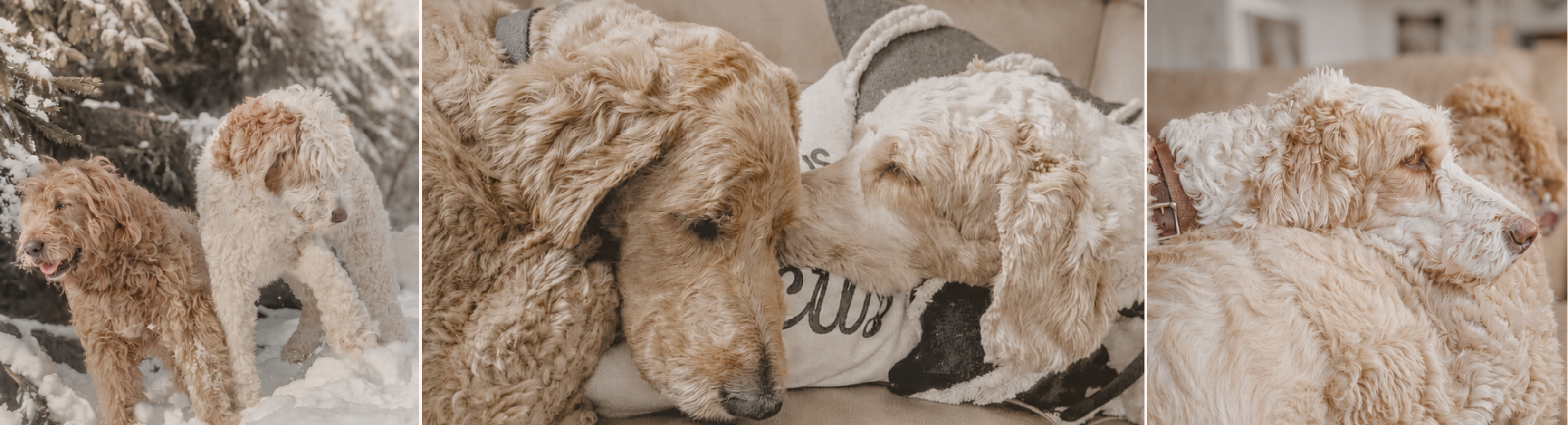 Fin and Oak — moments from the household