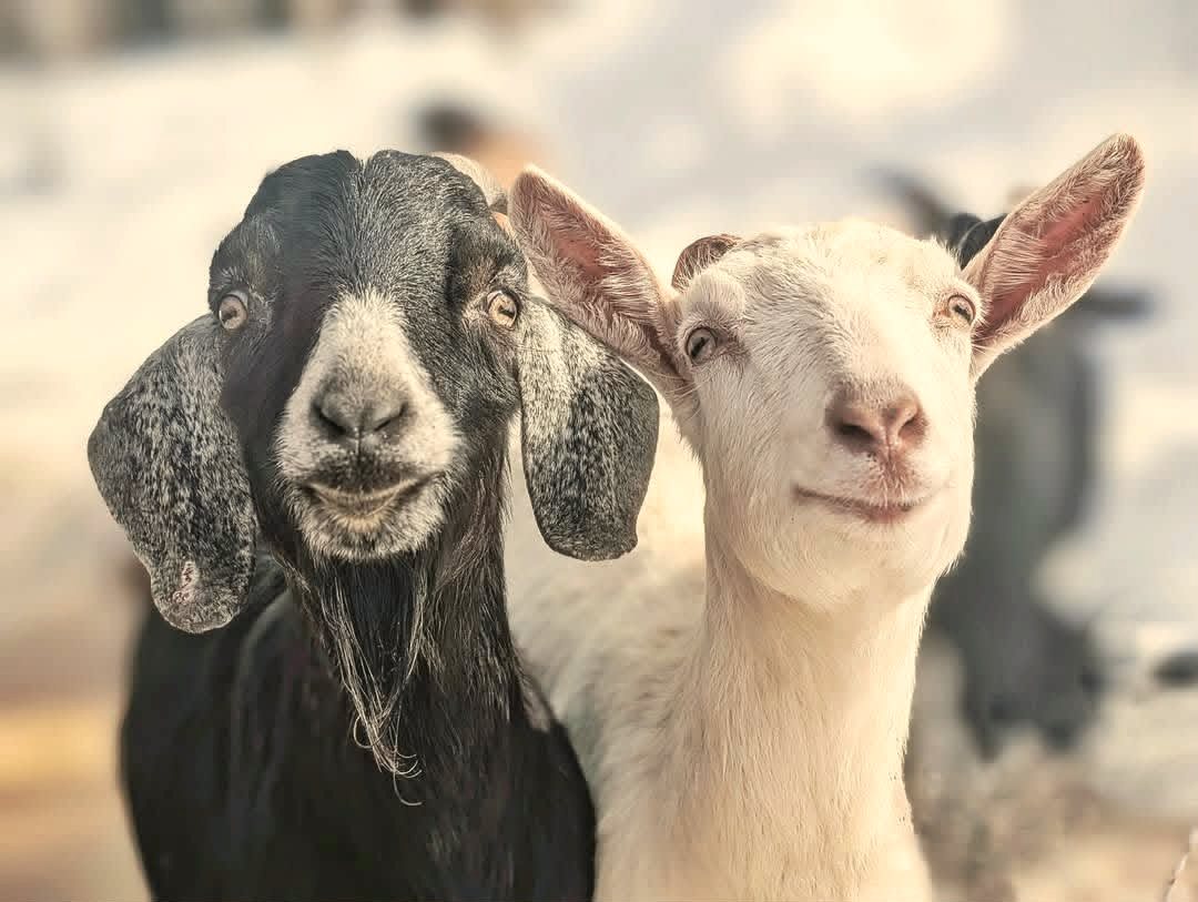 Two goats, looking at the camera