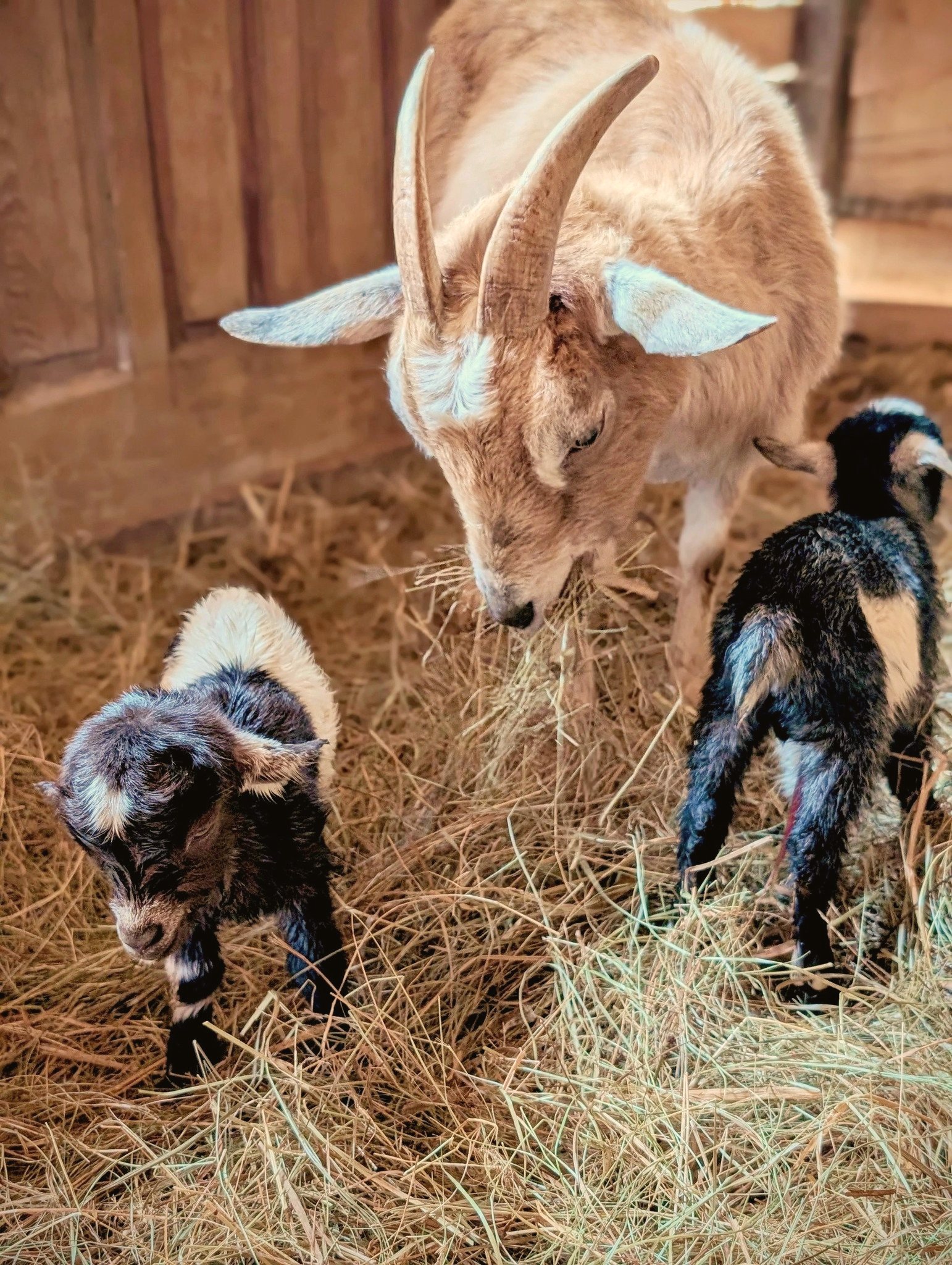 A mama goat watching her two newborns in the hay