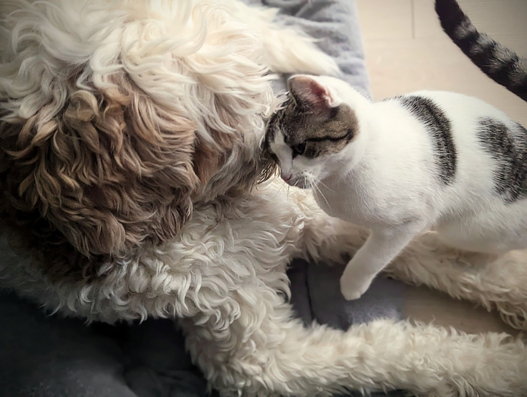 Oak and Eliot the cat, head to head