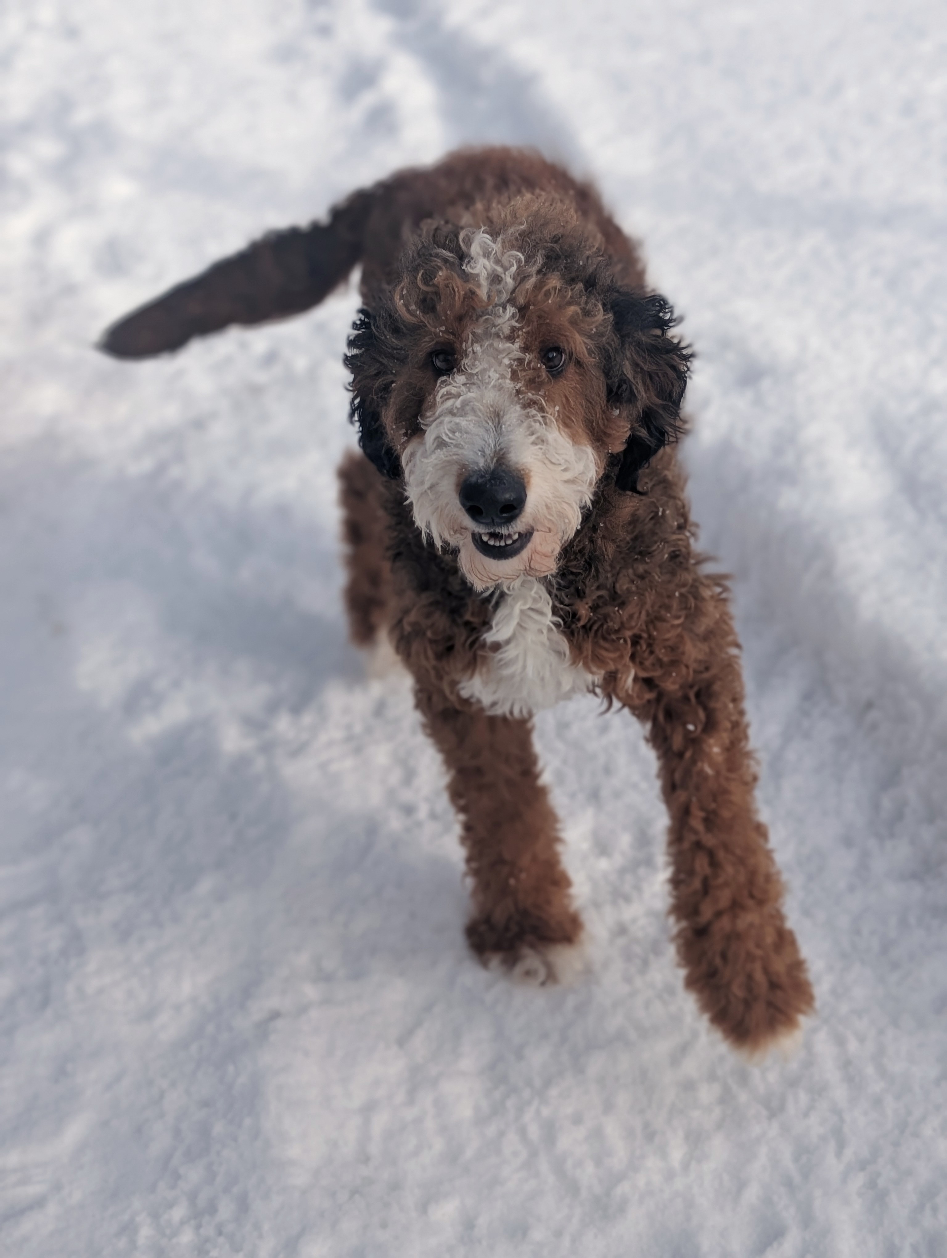 Piper bounding through the snow, looking at the camera